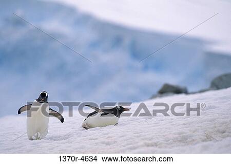 snow, penguins, playing, sliding, playful, play View Large Photo Image Picture - snow, penguins, playing, sliding, playful, play. Fotosearch