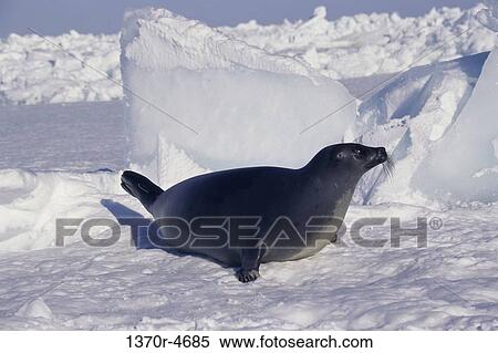 snow, seal, sea, isolation, ice, sleek View Large Photo Image Stock Photography - snow, seal, sea, isolation, ice, sleek. Fotosearch