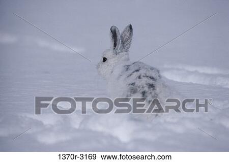 Snowshoe Rabbit View Large Photo Image Stock Photo - Snowshoe Rabbit. Fotosearch