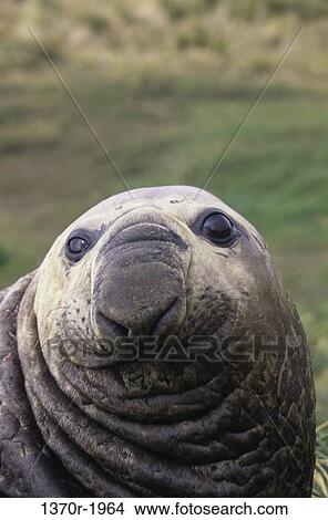 Southern Elephant Seal View Large Photo Image Picture - Southern Elephant Seal. Fotosearch