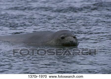 Stock Image - Southern Elephant Seal. Fotosearch