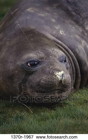 Southern Elephant Seal View Large Photo Image Stock Photo - Southern Elephant Seal. Fotosearch
