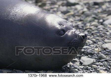 Southern Elephant Seal View Large Photo Image Stock Photo - Southern Elephant Seal. Fotosearch