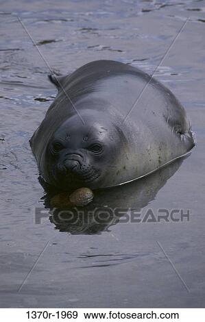 Southern Elephant Seal View Large Photo Image Stock Photo - Southern Elephant Seal. Fotosearch