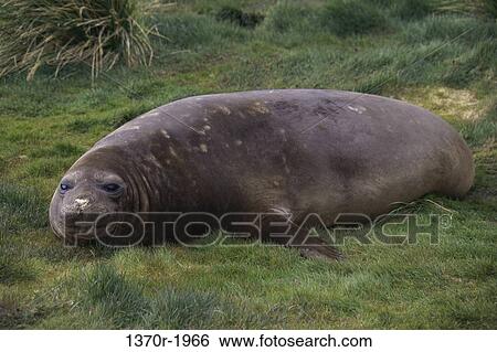 Southern Elephant Seal View Large Photo Image Stock Photograph - Southern Elephant Seal. Fotosearch