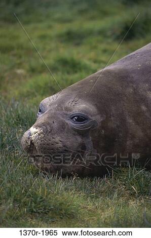 Southern Elephant Seal View Large Photo Image Stock Photography - Southern Elephant Seal. Fotosearch