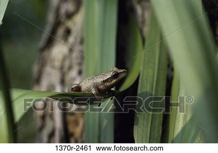 Spring Peeper Tree Frog View Large Photo Image Stock Image - Spring Peeper Tree Frog. Fotosearch