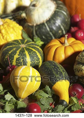 squash, food, gourds, vegetable, still life, autumn View Large Photo Image Stock Photo - squash, food, gourds, vegetable, still life, autumn. Fotosearch