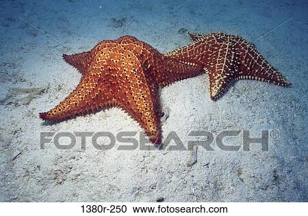 Starfish View Large Photo Image Stock Image - Starfish. Fotosearch