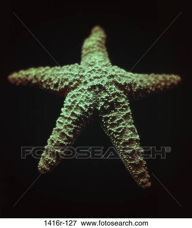 Starfish View Large Photo Image Stock Photo - Starfish. Fotosearch