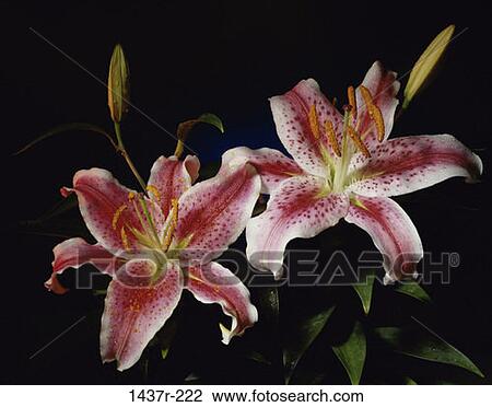 Stargazer Lilies View Large Photo Image Stock Image - Stargazer Lilies. Fotosearch