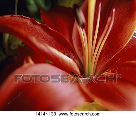 Stargazer Lily View Large Photo Image Stock Image - Stargazer Lily. Fotosearch
