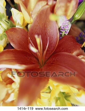 Stock Photo - Stargazer Lily. Fotosearch