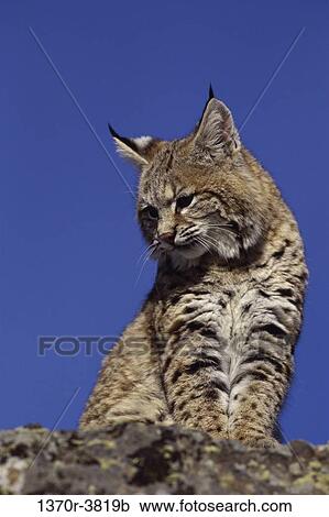 staring, wild, cat, gazing, animal, stare, gaze View Large Photo Image Stock Image - staring, wild, cat, gazing, animal, stare, gaze. Fotosearch