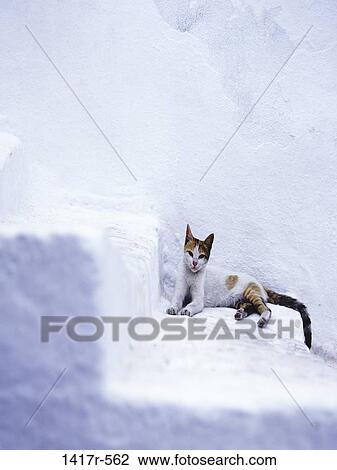 steps, cat, stripes, outdoors, relaxing, resting, lying down View Large Photo Image Stock Image - steps, cat, stripes, outdoors, relaxing, resting, lying down. Fotosearch