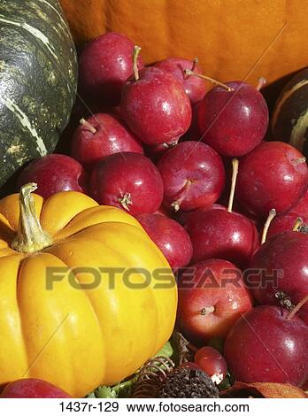 still life, fruit, food, apples, pumpkin, autumn View Large Photo Image Stock Photo - still life, fruit, food, apples, pumpkin, autumn. Fotosearch