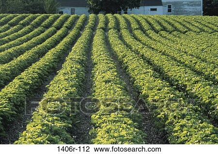 Strawberry Field, Maine, USA View Large Photo Image Stock Image - Strawberry Field, Maine, USA. Fotosearch