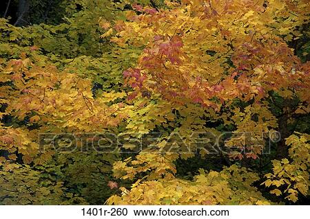 Sugar Maple View Large Photo Image Stock Image - Sugar Maple. Fotosearch