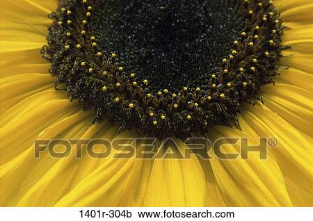 sunflower, flower, bright, nature, detail, center, vibrant View Large Photo Image Stock Image - sunflower, flower, bright, nature, detail, center, vibrant. Fotosearch