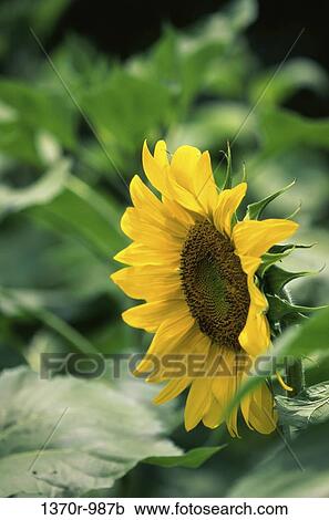 Sunflower View Large Photo Image Stock Image - Sunflower. Fotosearch