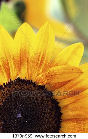 Sunflower View Large Photo Image Stock Photo - Sunflower. Fotosearch