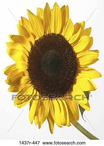 Sunflower View Large Photo Image Stock Photo - Sunflower. Fotosearch