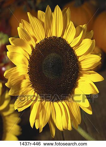 Sunflower View Large Photo Image Stock Photograph - Sunflower. Fotosearch