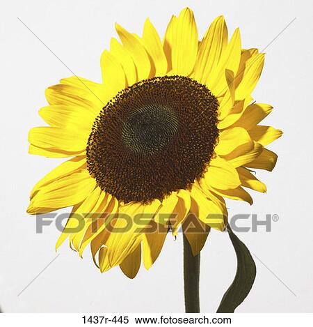 Sunflower View Large Photo Image Stock Photography - Sunflower. Fotosearch