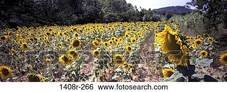 Sunflowers, Provence, France View Large Photo Image Stock Photograph - Sunflowers, Provence, France. Fotosearch