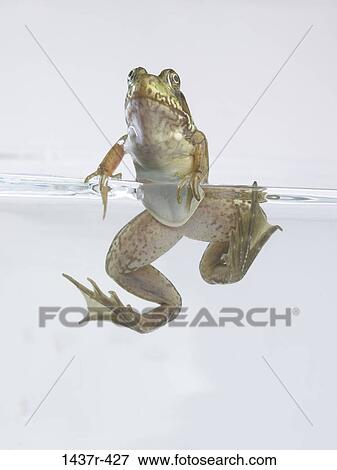 swim, frog, water, swimming, animal View Large Photo Image Stock Photo - swim, frog, water, swimming, animal. Fotosearch