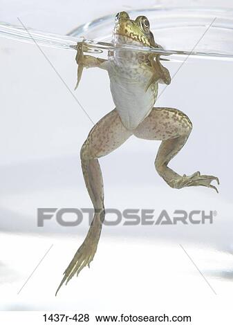 swim, frog, water, swimming, animal View Large Photo Image Stock Photo - swim, frog, water, swimming, animal. Fotosearch