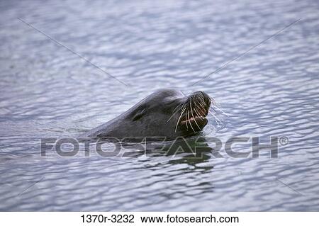 swim, water, whiskers, sea, head, swimming View Large Photo Image Stock Image - swim, water, whiskers, sea, head, swimming. Fotosearch