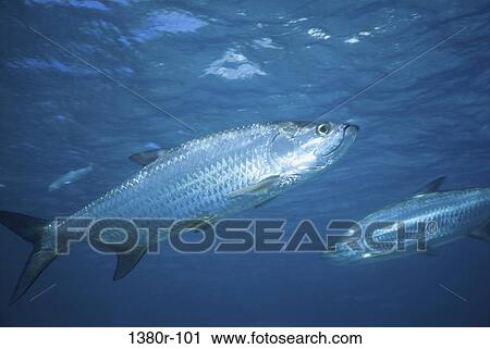 Tarpon View Large Photo Image Stock Image - Tarpon. Fotosearch