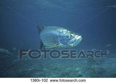Stock Image - Tarpon. Fotosearch