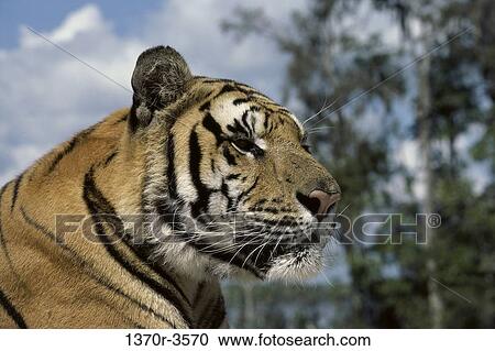 Tiger View Large Photo Image Stock Image - Tiger. Fotosearch
