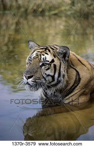 Tiger View Large Photo Image Stock Photo - Tiger. Fotosearch