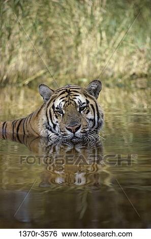 Tiger View Large Photo Image Stock Photograph - Tiger. Fotosearch