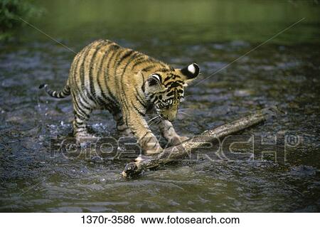 Tiger View Large Photo Image Stock Photograph - Tiger. Fotosearch