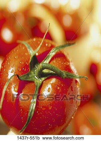 Tomatoes View Large Photo Image Stock Image - Tomatoes. Fotosearch