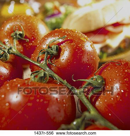 Tomatoes View Large Photo Image Stock Photograph - Tomatoes. Fotosearch