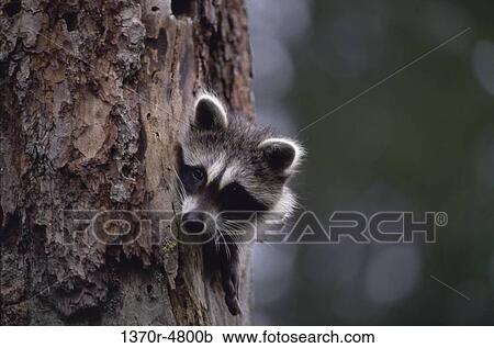 tree, blur, hiding, raccoon, peeking, trunk, animal View Large Photo Image Stock Image - tree, blur, hiding, raccoon, peeking, trunk, animal. Fotosearch
