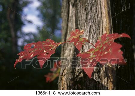 tree, leaves, branch, autumn, nature, trunk View Large Photo Image Stock Photo - tree, leaves, branch, autumn, nature, trunk. Fotosearch
