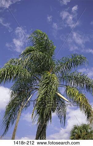 tree, palm, tropical, nature, palm tree, Trees tropical View Large Photo Image Stock Image - tree, palm, tropical, nature, palm tree, Trees tropical. Fotosearch