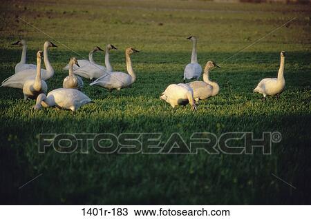 Trumpeter Swans View Large Photo Image Stock Image - Trumpeter Swans. Fotosearch