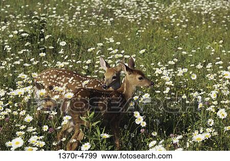 vulnerable, spots, mammals, close, standing, animals View Large Photo Image Stock Photo - vulnerable, spots, mammals, close, standing, animals. Fotosearch
