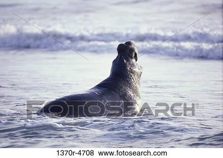 wading, water, seal, sea, northern, surf View Large Photo Image Stock Photo - wading, water, seal, sea, northern, surf. Fotosearch