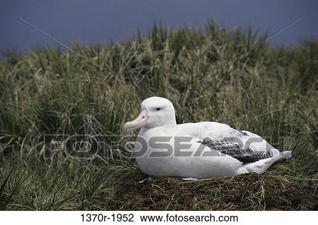 Wandering Albatross View Large Photo Image Stock Image - Wandering Albatross. Fotosearch