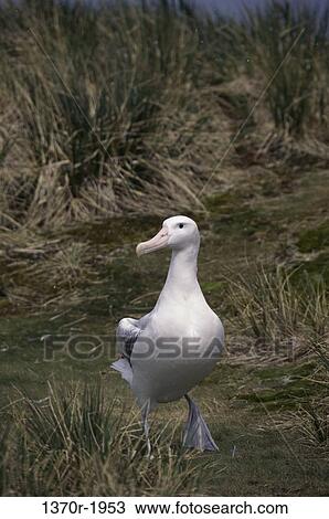 Stock Image - Wandering Albatross. Fotosearch