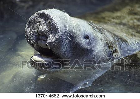 West Indian Manatee View Large Photo Image Stock Image - West Indian Manatee. Fotosearch