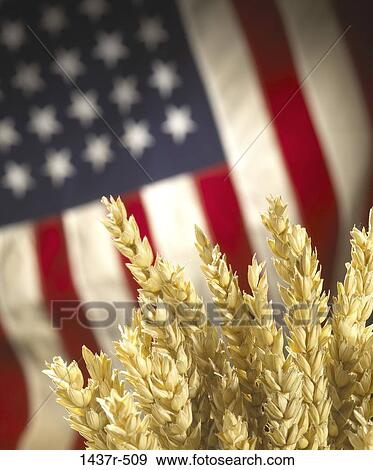 Stock Photo - wheat, grain, American, industry, agriculture, Americana, flag. Fotosearch